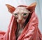 Majestic Sphynx Cat Wrapped in Cozy Blanket