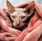 Majestic Sphynx Cat Wrapped in Cozy Blanket