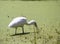 A Majestic Spoonbill is wading in an algae infested lake.