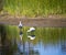 Majestic Spoonbills on edge of lake at Dalyellup, Western Australia.