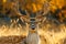 Majestic Spotted Deer Stag with Antlers Against Warm Golden Autumn Backdrop in Natural Habitat