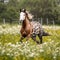 Majestic Spotted Horse Galloping in Sunny Meadow