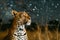 Majestic Spotted Leopard in Golden Grass Under Starry Night Sky, Predatory Wild Cat in Natural Habitat
