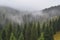 majestic spruce forest with rolling fog and mist on the horizon
