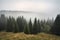 majestic spruce forest with rolling fog and mist on the horizon