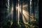 majestic spruce forest in sunrise, with rays of sunlight shining through the canopy