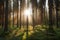 majestic spruce forest at sunrise, with the sun shining through the trees