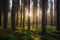 majestic spruce forest at sunrise, with the sun shining through the trees