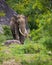 Majestic Sri Lankan tusker elephant grazing near a rock in Yala national park