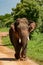 Majestic Sri Lankan Tusker Wall Print