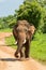 Majestic Sri Lankan Tusker Wall Print