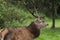 Majestic stag on alert at the edge of a Scottish forest