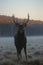 Majestic Stag Silhouetted Against Misty Forest Background at Dawn in Serene Wildlife Scene