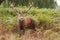 Majestic Stag Wild Red Deer