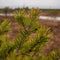 Majestic Stillness: Tree in Autumn Swamp, Frozen Lakes Behind