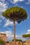 Majestic Stone Pine Tree In Rome