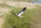 Majestic stork soaring against a backdrop of lush green grass