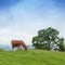 Majestic sunset in the mountains landscape. The cow is grazing in beautiful mountains, Carpathian mountains