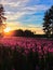 Majestic sunset over flowering willow-herb field, blue sky, vertical orientation