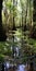 Majestic Swamp: A Captivating Nature Scene With Towering Trees