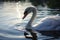 Majestic swan afloat, its beauty reflected in the still water