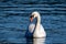 Majestic swan is gliding across a tranquil body of water