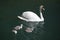 Majestic swan mother is swimming on dark green lake water