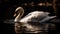 Majestic swan reflects natural beauty in tranquil pond, elegance personified generated by AI