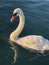 Majestic swan waiting for its evening meal