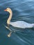 Majestic swan waiting for its evening meal