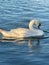 Majestic swan waiting for its evening meal