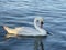 Majestic swan waiting for its evening meal