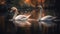 Majestic swans grace tranquil pond in nature generated by AI