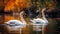 Majestic swans grace tranquil pond, reflecting natural beauty and togetherness generated by AI