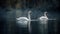 Majestic swans grace tranquil pond at sunset generated by AI