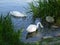 Majestic swans with heads under water