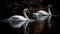 Majestic swans reflect natural beauty and tranquility generated by AI