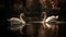 Majestic swans swim in tranquil pond waters generated by AI