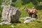 Majestic tatra chamois standing on the rock in summer