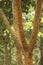 Majestic texture view of Myrtaceae tree, El Avila National Park, Caracas, Venezuela