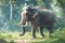 Majestic Thai elephant in lush forest, embodying natural grace