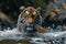 Majestic tiger emerging from a river water cascading off its sleek fur the powerful and untamed beauty of the wild captured in a