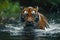 Majestic tiger emerging from a river water cascading off its sleek fur the powerful and untamed beauty of the wild captured in a