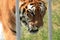 Majestic Tiger Gazing Through Iron Bars, Captivating Zoo Visitors with Strength, Grace, and Beauty as Suns Glow Illuminates