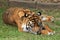 Majestic tiger lying down on grass