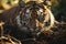 Majestic Tiger Stalking Through the Underbrush