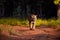 Majestic tiger walks through a lush grassland illuminated by light