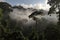 majestic tree canopy above smoky jungle with clouds in the sky