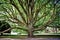 Majestic tree in Christchurch botanic garden New Zealand