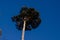 Majestic tree with fresh green foliage against clear blue sky